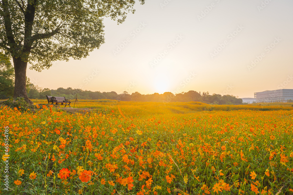 Obraz premium Scenery of sulfur chrysanthemum sea in Optics Valley Xiyuan Park, Wuhan, Hubei