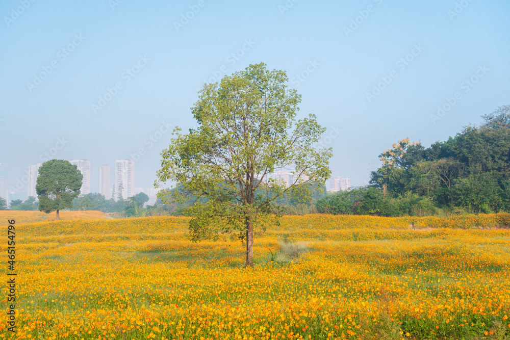 Scenery of sulfur chrysanthemum sea in Optics Valley Xiyuan Park, Wuhan, Hubei