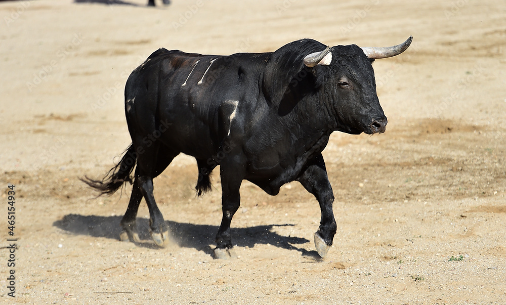 toro español con grandes cuernos en una plaza de toros durante un espectaculo taurino toro español con grandes cuernos en una plaza de toros durante un espectaculo taurino