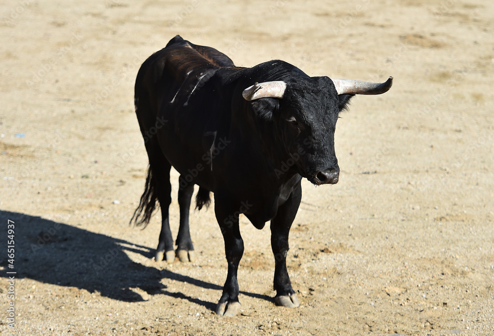 angry bull with big horns in spanish bullring angry bull with big horns in spanish bullring