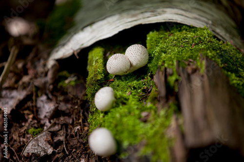 Mushrooms along a hiking trail in an Ontario Provincial Park in the fall.