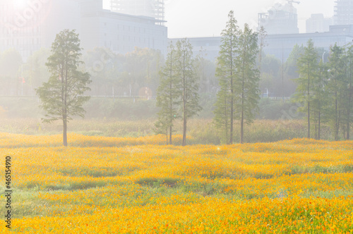 Scenery of sulfur chrysanthemum sea in Optics Valley Xiyuan Park, Wuhan, Hubei photo