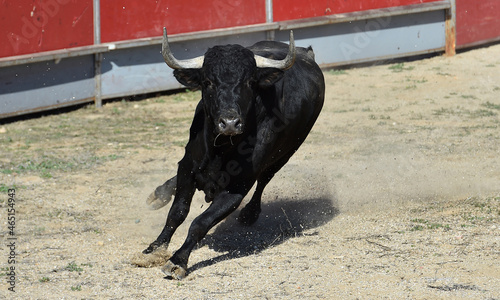 angry bull with big horns in spanish bullring 