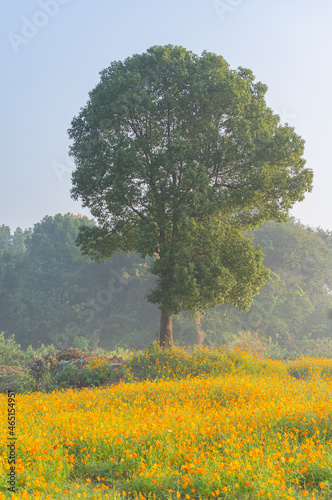 Scenery of sulfur chrysanthemum sea in Optics Valley Xiyuan Park, Wuhan, Hubei photo