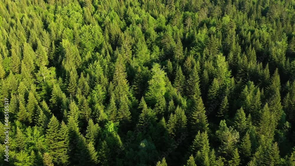 La forêt verdoyante de pins et de sapins en Europe, en France, en Ardèche, en été, lors d'une journée ensoleillée.