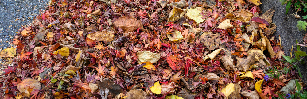Dead leaves and pine needles collecting on a residential street and curb, sewar drain grate cleaned off
Dead leaves and pine needles collecting on a residential street and curb, sewar drain grate cleaned off