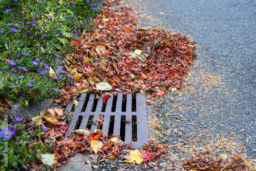 Slika na platnu Dead leaves and pine needles collecting on a residential street and curb, sewar