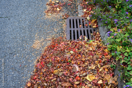 Fotografija Dead leaves and pine needles collecting on a residential street and curb, sewar