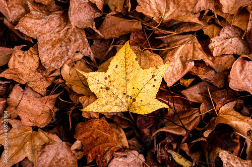 Folha amarela caída. © Eduardo