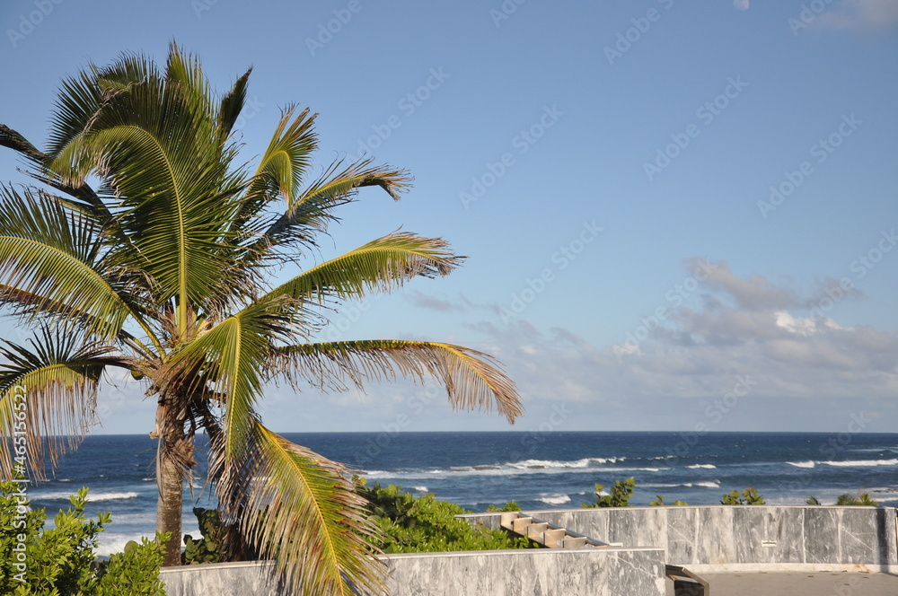 Palm tree on the beach, San Juan, Puerto Rico