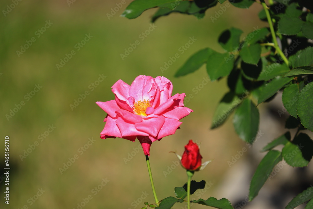 薔薇 薔薇