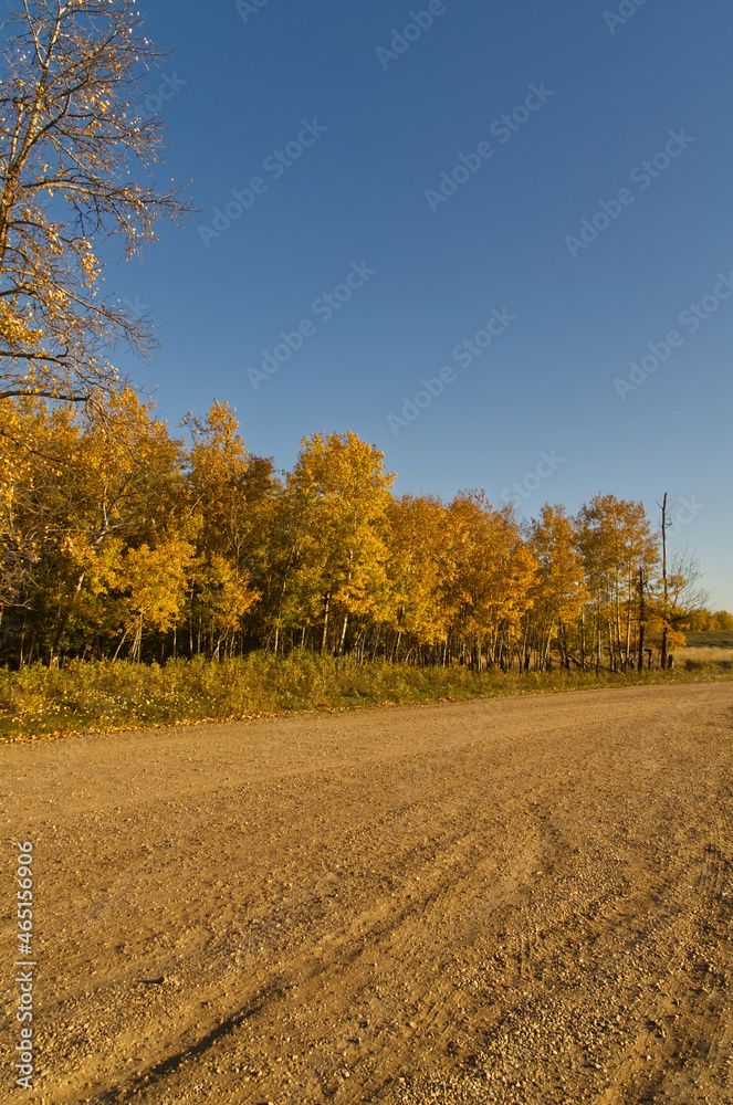 Autumn Scenery at Bison Loop Road