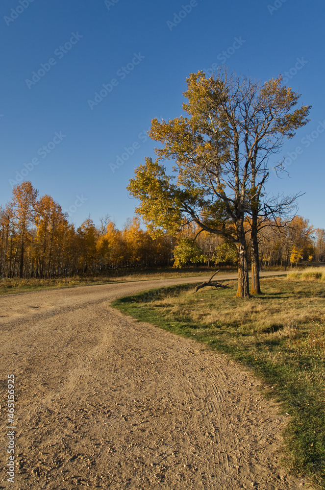 Autumn Scenery at Bison Loop Road