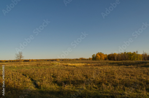 A Vast Autumn Field at Elk Island National Park
