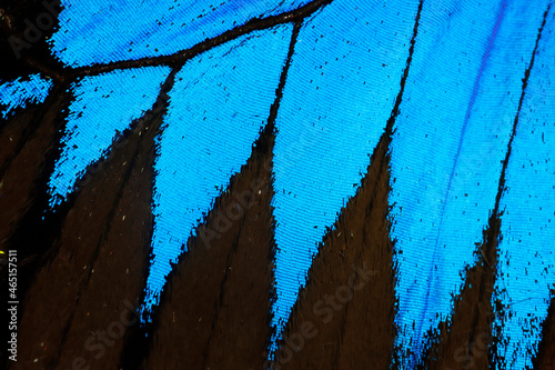 Papilio ulysses Blue Ulysses Butterfly macro of wing with scales