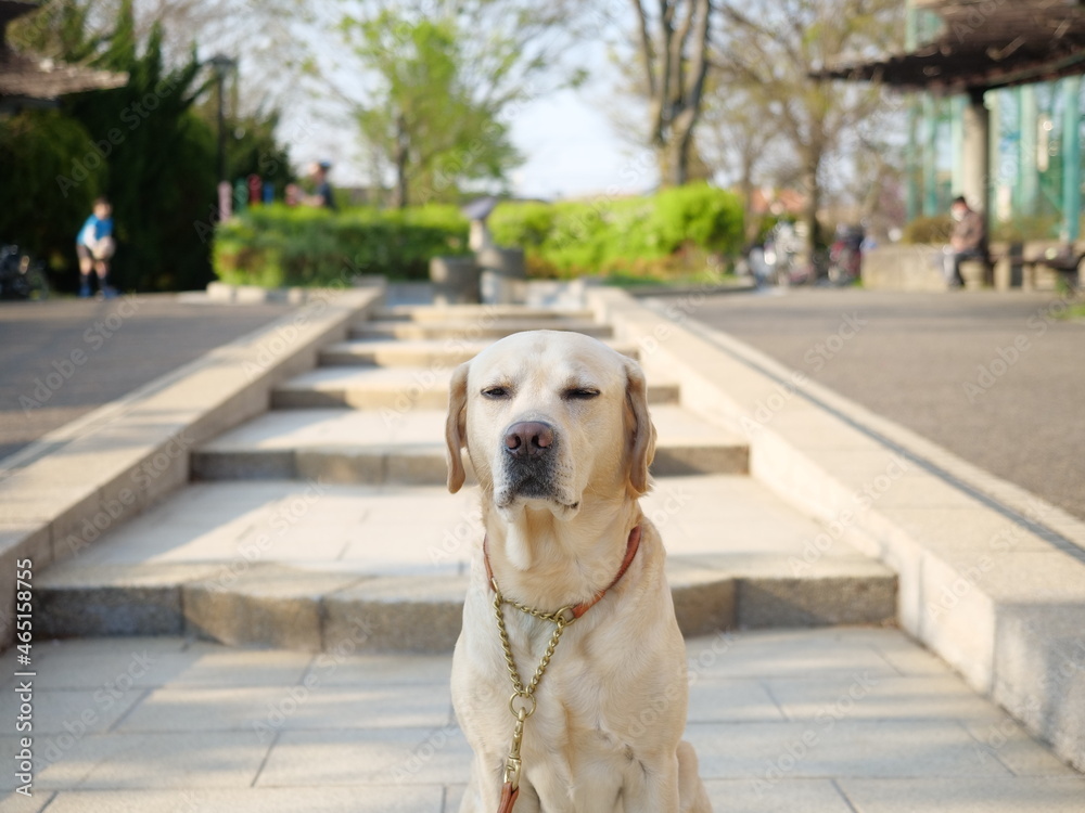 犬 散歩 ラブラドール ラブラドールレトリバー Stock Photo Adobe Stock