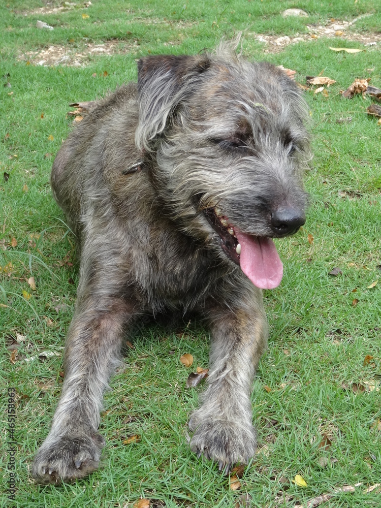 Un petit chien brun poilu allongé dans l'herbe Un petit chien brun poilu allongé dans l'herbe