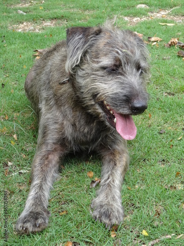 Un petit chien brun poilu allongé dans l'herbe