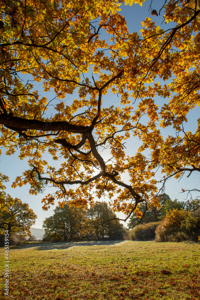 Ancient Oak tree (Quercus) in the autumn. Yellow leaves in the fall.