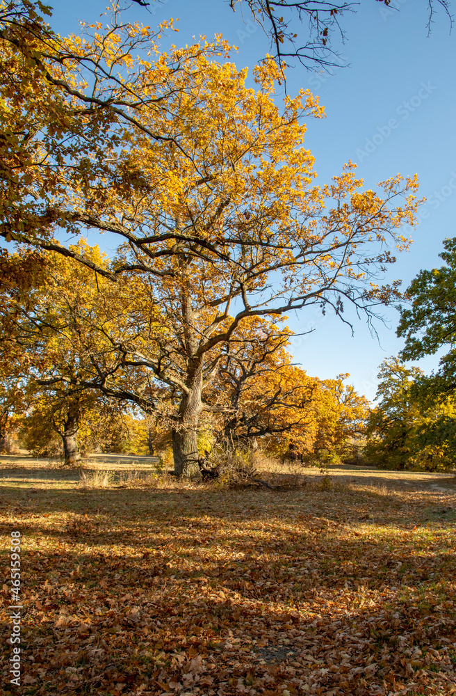 Ancient Oak tree (Quercus) in the autumn. Yellow leaves in the fall.