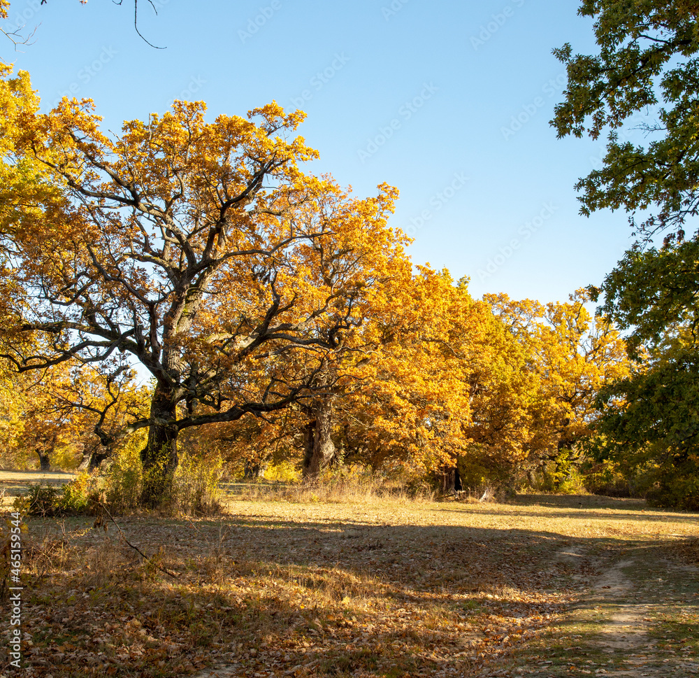 Ancient Oak tree (Quercus) in the autumn. Yellow leaves in the fall.