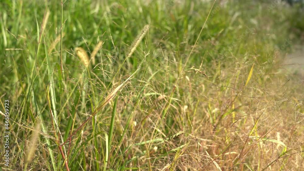 Close up of lively green foxtails on the grassland swinging in the air in summer with the background of nature. Close up of lively green foxtails on the grassland swinging in the air in summer with the background of nature.