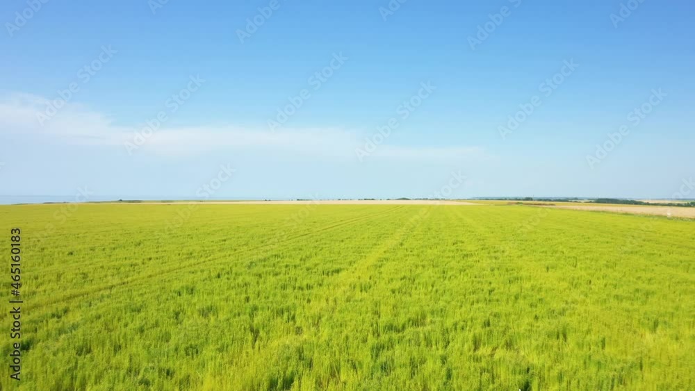 Un champ de lin dans la campagne française en Europe, en France, en Normandie, vers Veules les Roses, en été, lors d'une journée ensoleillée. Un champ de lin dans la campagne française en Europe, en France, en Normandie, vers Veules les Roses, en été, lors d'une journée ensoleillée.