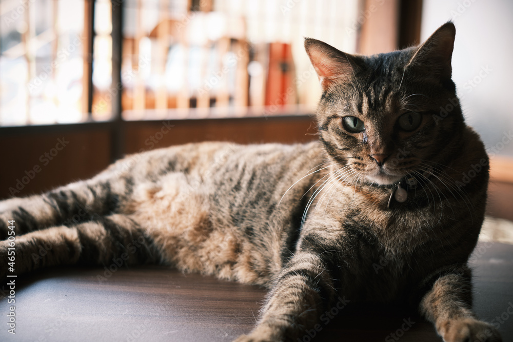 猫 ポートレイト cat portrait