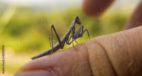 close up shot of  brown insect on the hand