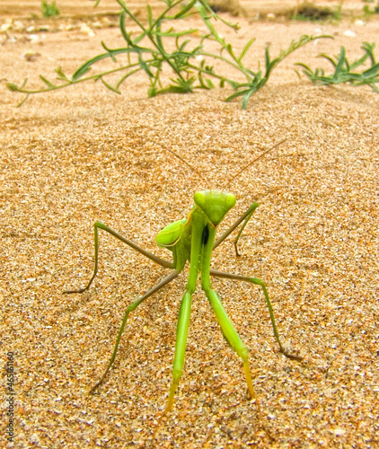 close up shot of  green praying mantis
