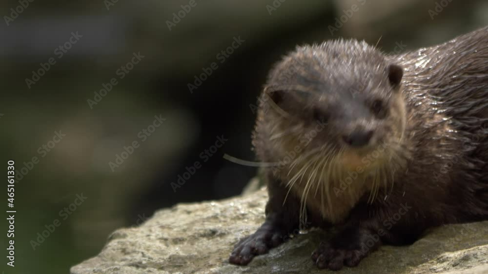 Close-up of a playful Oriental Small-Clawed Otter (Aonyx cinereus) Close-up of a playful Oriental Small-Clawed Otter (Aonyx cinereus)