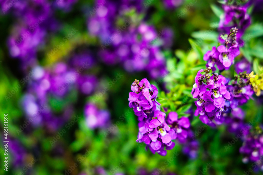 Beautiful floral and garden arrangement around town