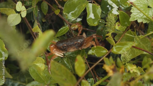 Japanese fresh water crab in wild moving its pincers. Wild sawagani spotted in hyogo japan. photo