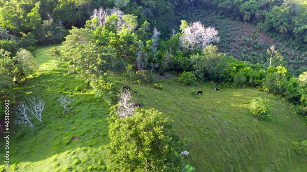 Aerial top down shot of hilly grass fields with grazing cows during sunny day - Farmland on Dominican Republic Island Aerial top down shot of hilly grass fields with grazing cows during sunny day - Farmland on Dominican Republic Island