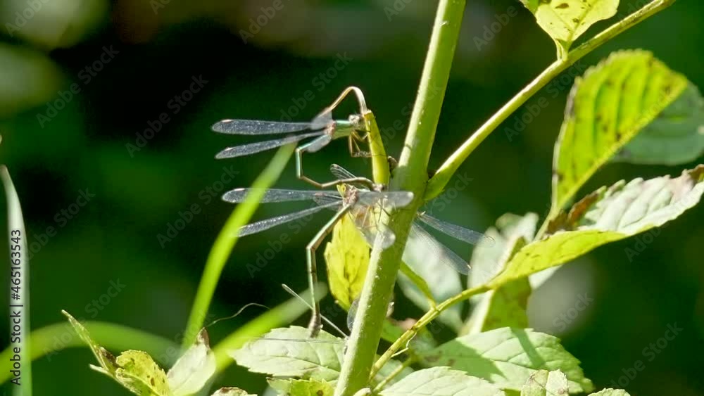 Close up shot of active Damselfly climbing up stalk of green plant during sunny day
