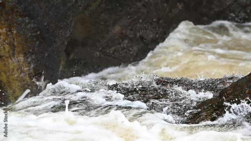 Close up shot of atlantic salmon leaping up a waterfall in Scotland UK Close up shot of atlantic salmon leaping up a waterfall in Scotland UK