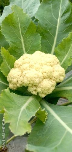 Cauliflower hiding in leaf