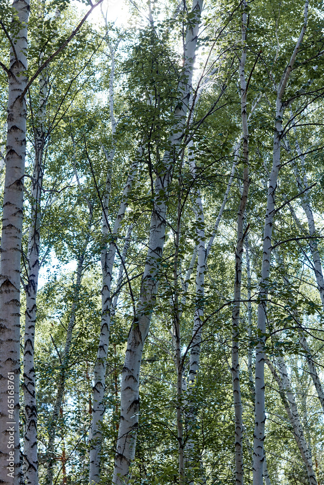 Fototapeta premium bottom view of the birches in forest