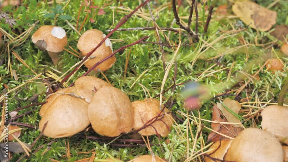 Close-up look of the brown mushrooms on the ground in Espoo Finland.geology shot.4k Close-up look of the brown mushrooms on the ground in Espoo Finland.geology shot.4k