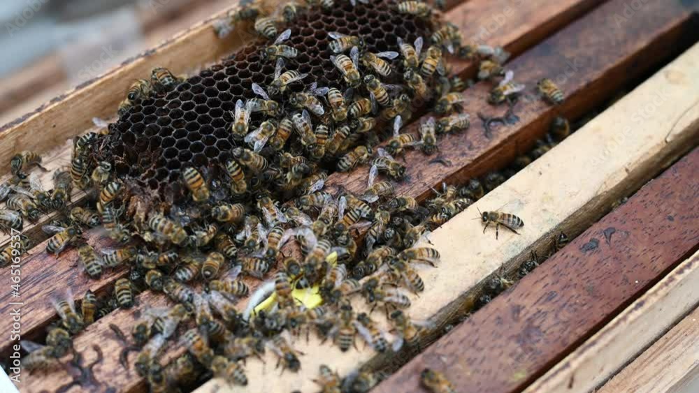 Bees on bee cages. Bee honey in combs. Honeycomb with bee bread. Medicinal properties of bee bread. Apitherapy Bees on bee cages. Bee honey in combs. Honeycomb with bee bread. Medicinal properties of bee bread. Apitherapy