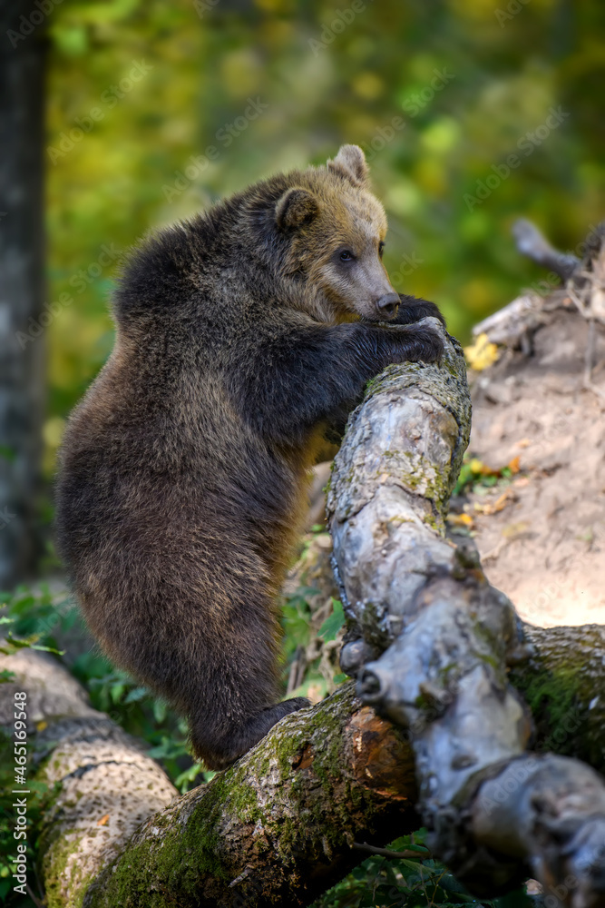 Obraz premium Baby cub wild Brown Bear (Ursus Arctos) stand on tree in the autumn forest. Animal in natural habitat