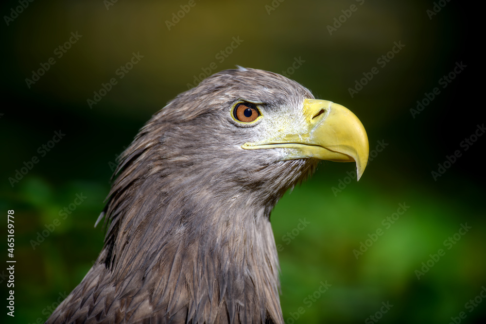 Portrait white-tailed eagle. Danger animal in nature habitat Portrait white-tailed eagle. Danger animal in nature habitat
