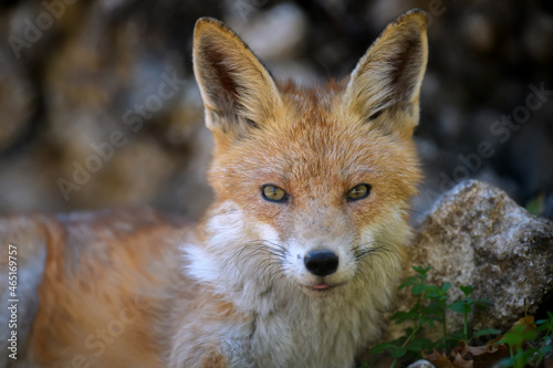 Red fox, vulpes vulpes in forest. Close little wild predators in natural environment © byrdyak