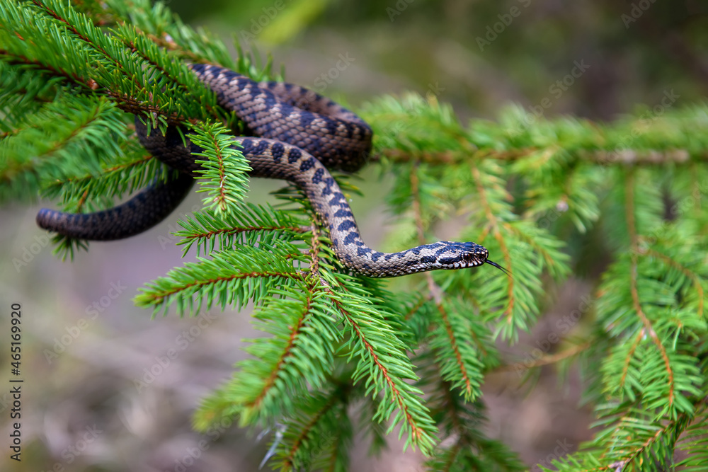 Closeup snake poisonous viper in summer on branch the of tree