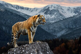 Tiger stands on a rock against the background of the evening winter landscape
