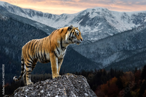 Tiger stands on a rock against the background of the evening  winter landscape