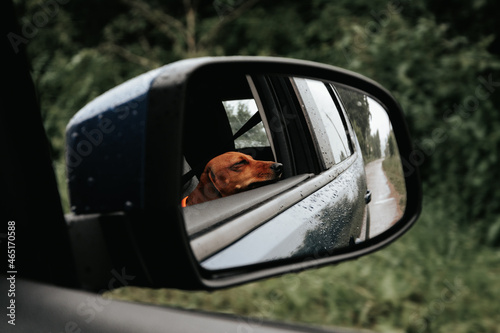 dog in car © Екатерина Балабанова