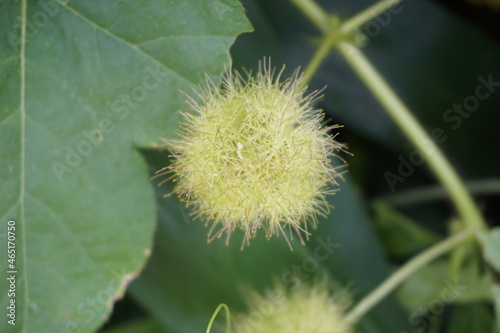 Passiflora foetida (Also called Passiflora foetida, stinking passionflower, wild maracuja, bush passion fruit) with a natural background. It used to treatment for itching and coughs photo
