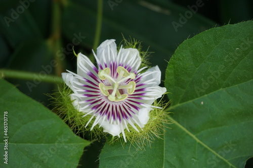 Passiflora foetida (Also called Passiflora foetida, stinking passionflower, wild maracuja, bush passion fruit) with a natural background. It used to treatment for itching and coughs photo