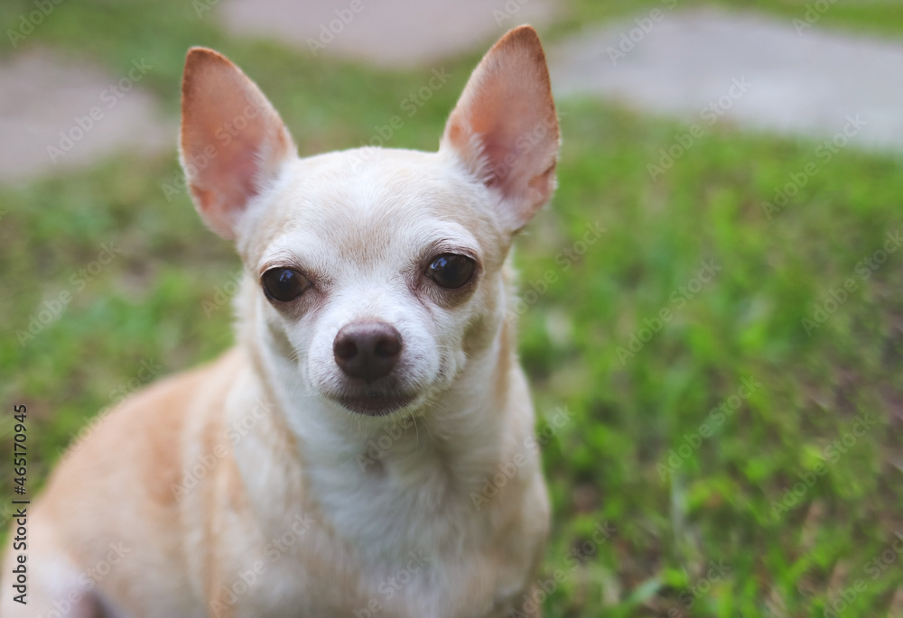  brown short hair Chihuahua dog sitting on green grass, looking at camera.